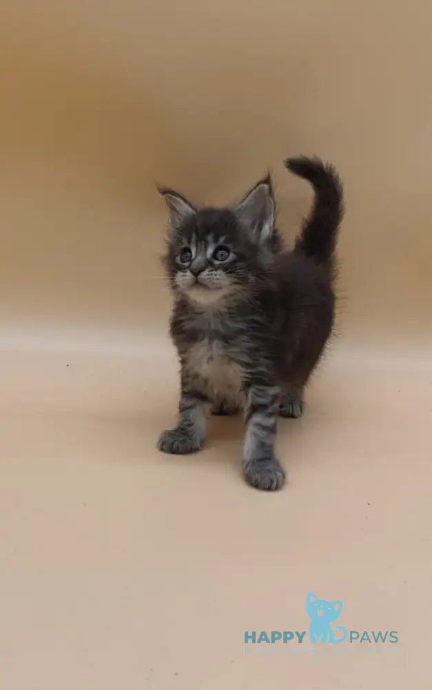 Imperius Maine Coon male black silver tabby live animals