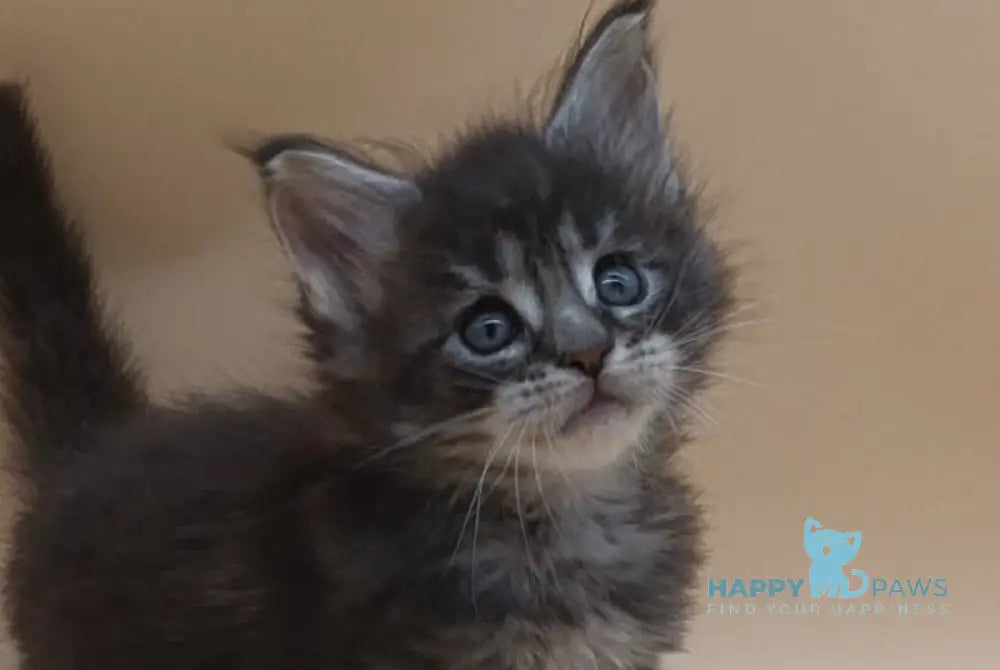 Imperius Maine Coon male black silver tabby live animals