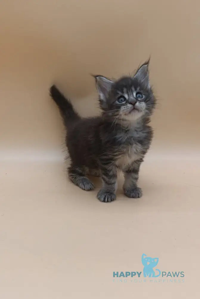 Imperius Maine Coon male black silver tabby live animals