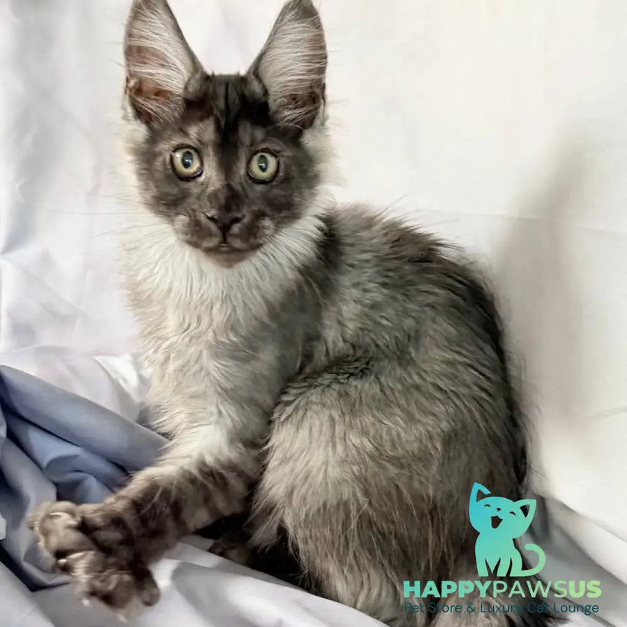 Imperius Maine Coon polydactyl 5x5x6x6 male black silver with white - live animals