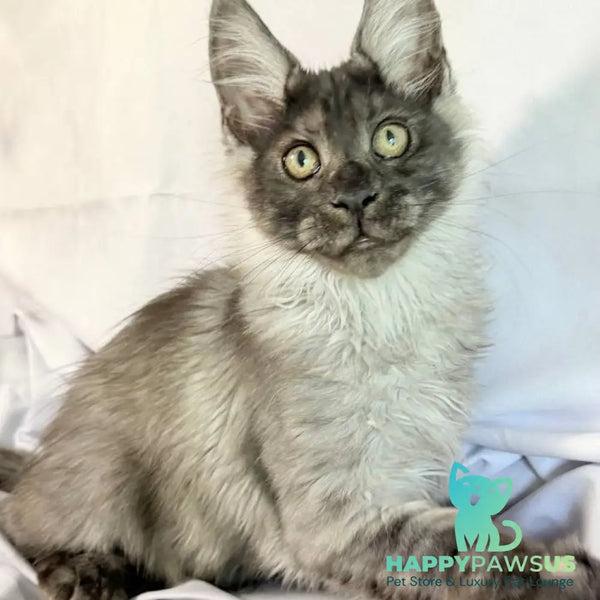 Imperius Maine Coon polydactyl 5x5x6x6 male black silver with white - live animals