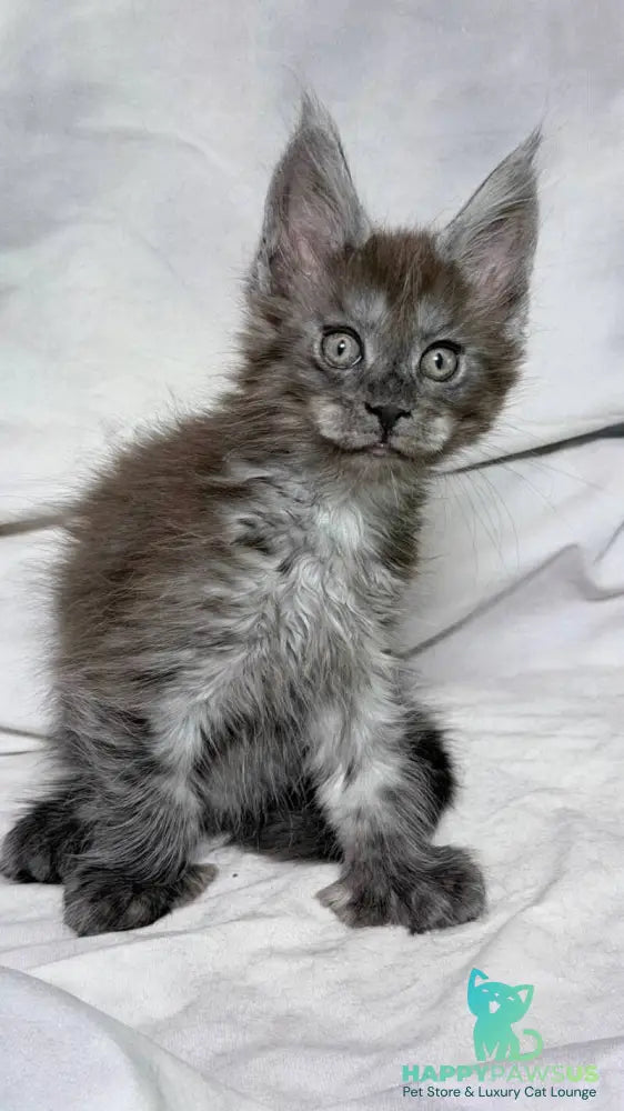 Ice Maine Coon polydactyl male black silver with white - live animals