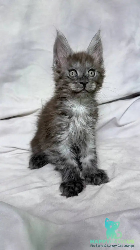 Ice Maine Coon polydactyl male black silver with white - live animals