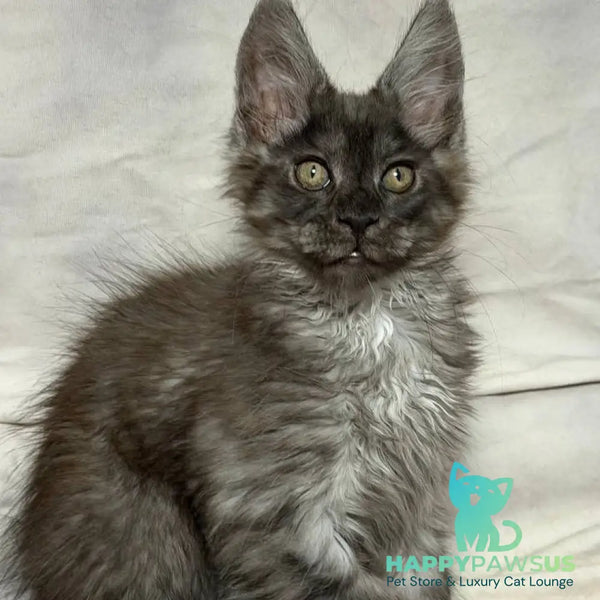 Ice Maine Coon polydactyl male black silver with white - live animals