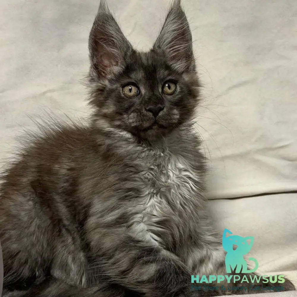 Ice Maine Coon polydactyl male black silver with white - live animals