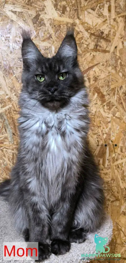 Ice Maine Coon polydactyl male black silver with white - live animals