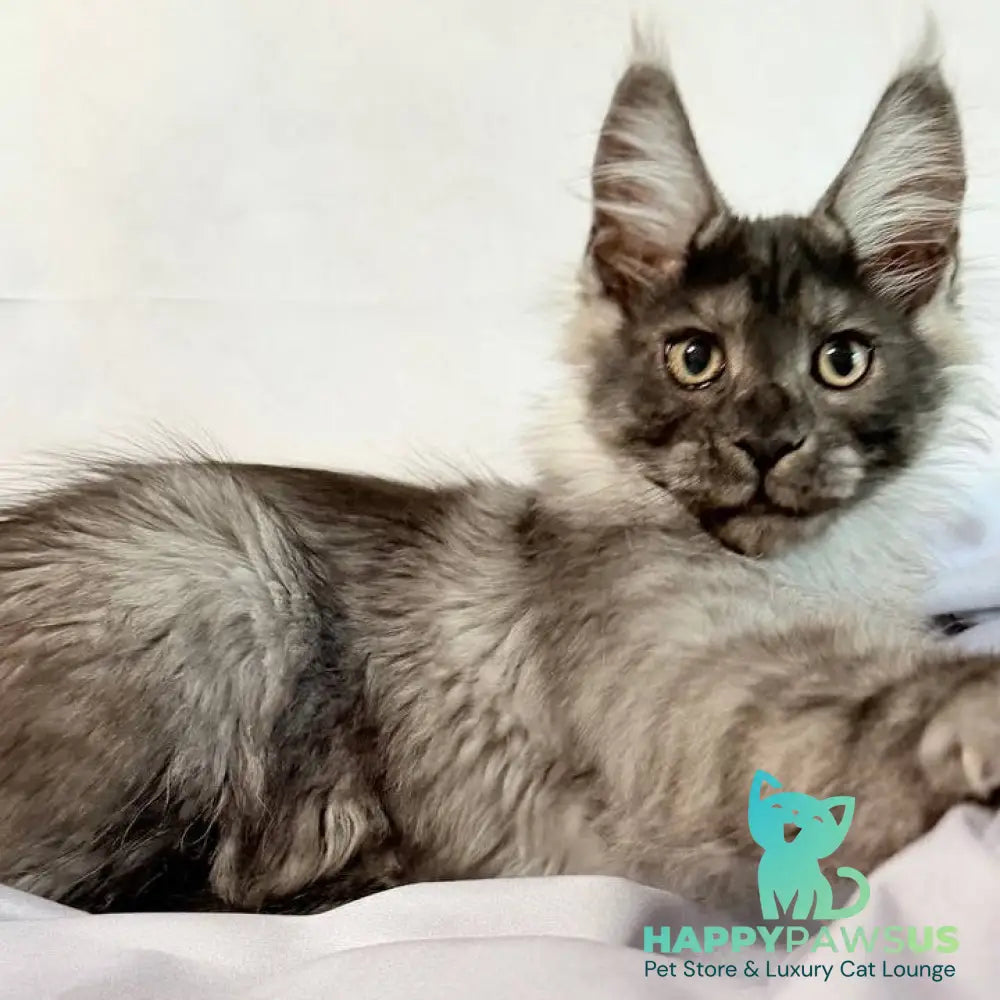 Imperius Maine Coon polydactyl 5x5x6x6 male black silver with white - live animals