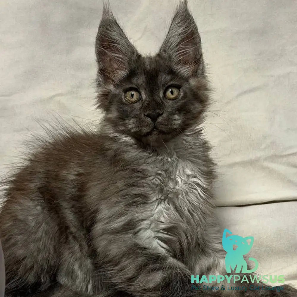 Ice Maine Coon polydactyl male black silver with white - live animals
