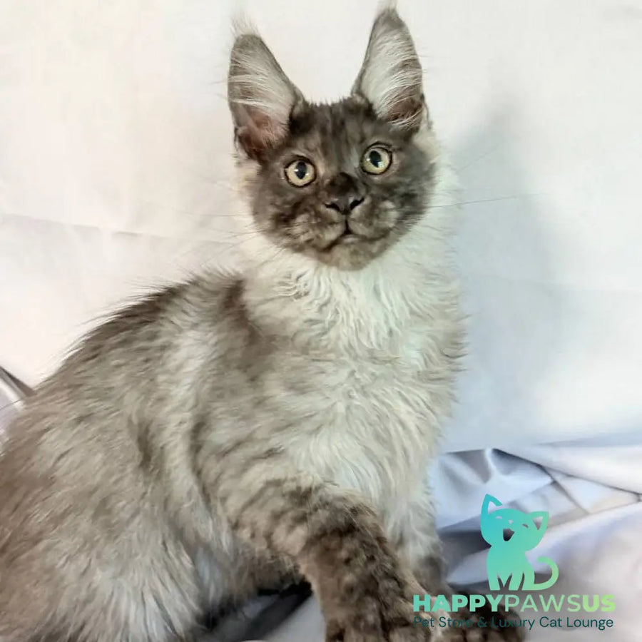 Imperius Maine Coon polydactyl 5x5x6x6 male black silver with white - live animals