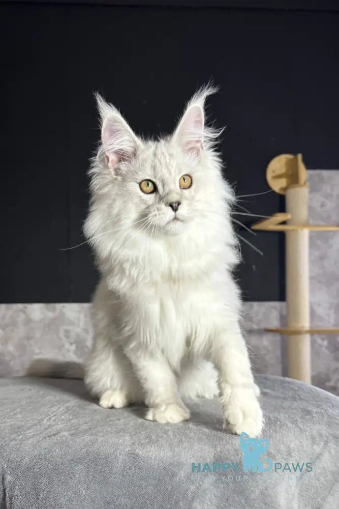 Impresario Maine Coon male black silver shaded live animals