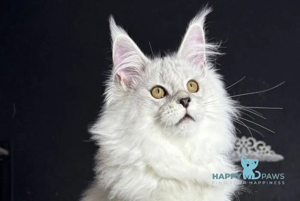 Impresario Maine Coon male black silver shaded live animals