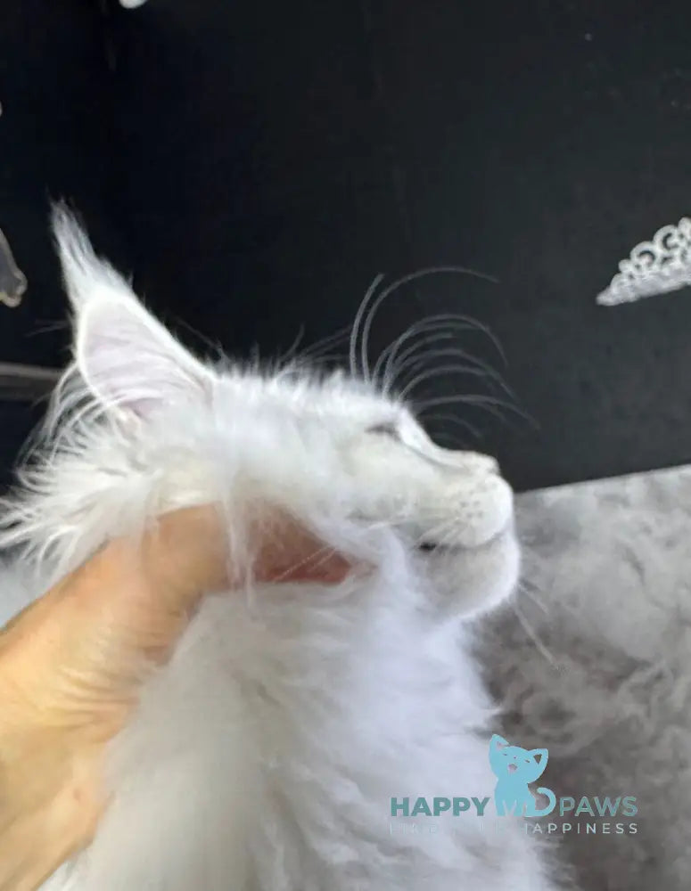 Impresario Maine Coon male black silver shaded live animals