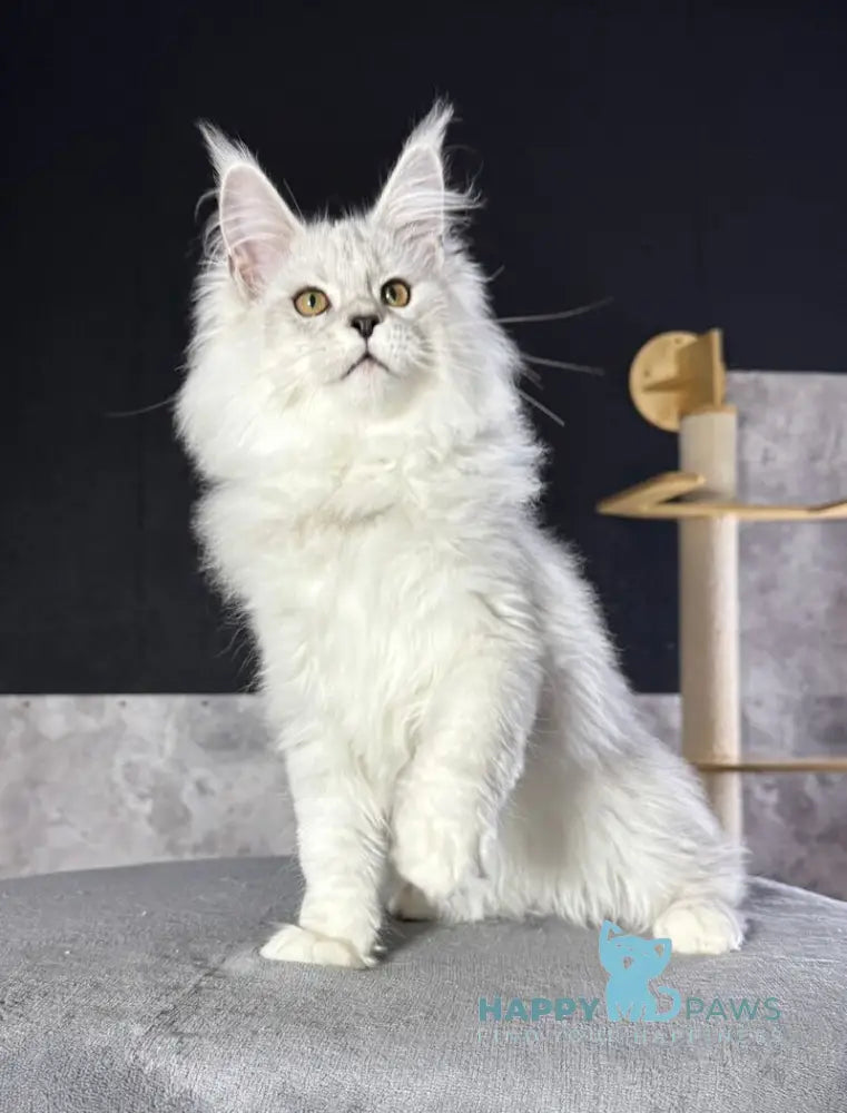 Impresario Maine Coon male black silver shaded live animals