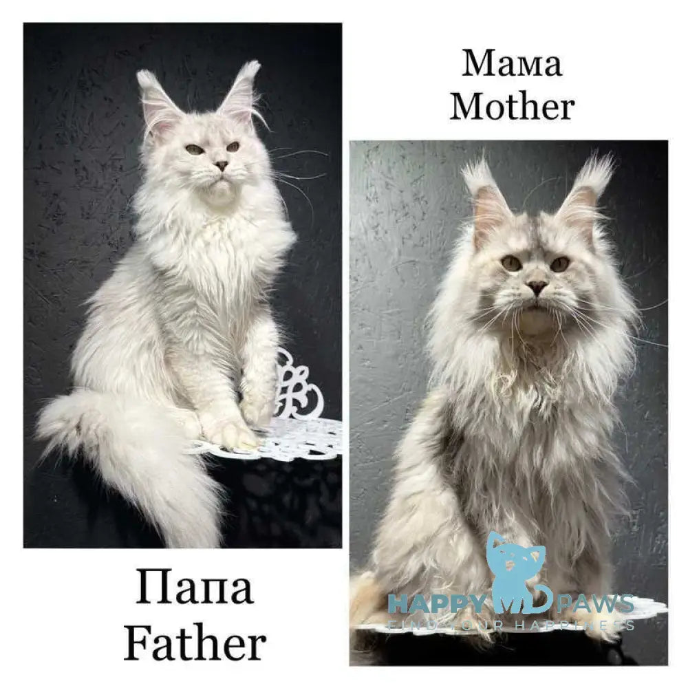 Impresario Maine Coon male black silver shaded live animals