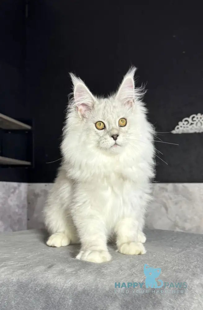 Impresario Maine Coon male black silver shaded live animals
