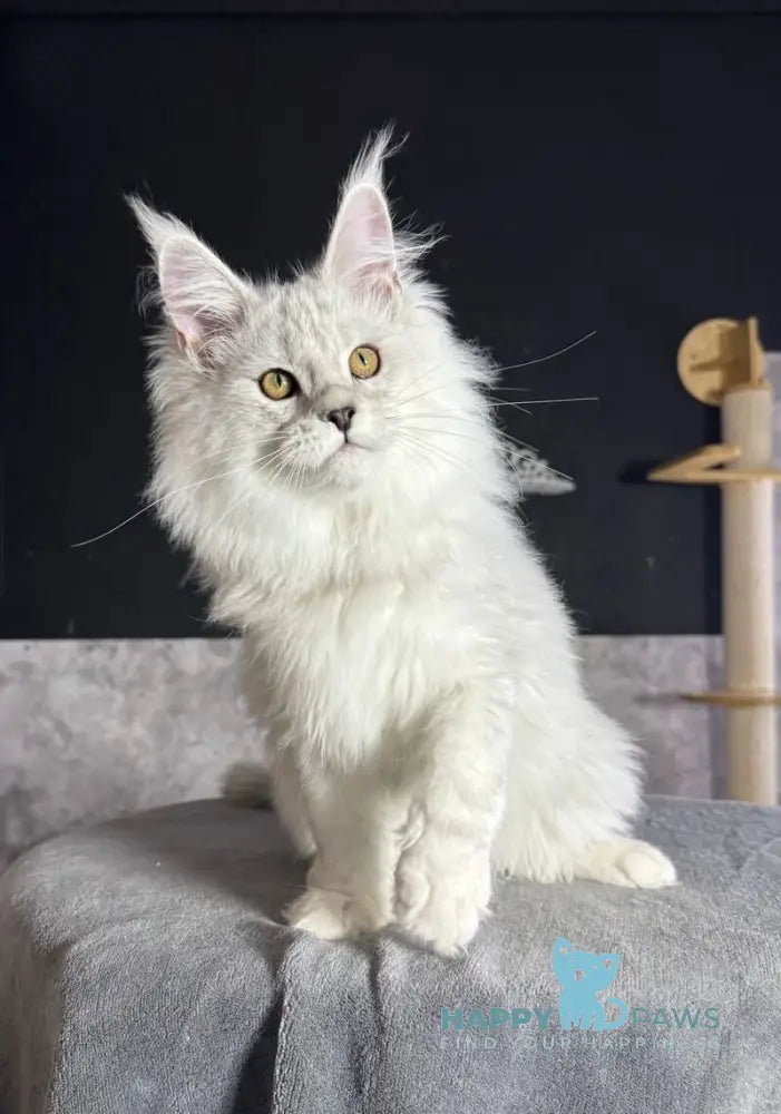 Impresario Maine Coon male black silver shaded live animals