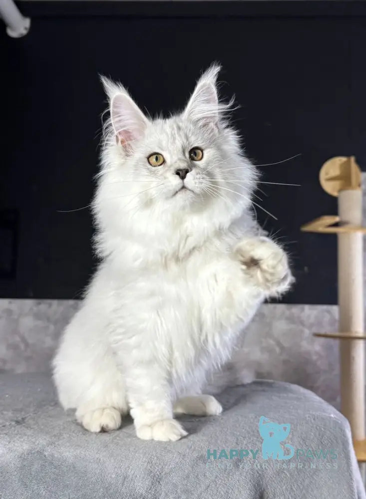 Impresario Maine Coon male black silver shaded live animals
