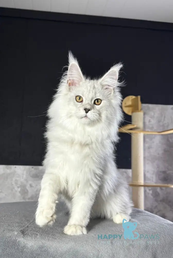 Impresario Maine Coon male black silver shaded live animals