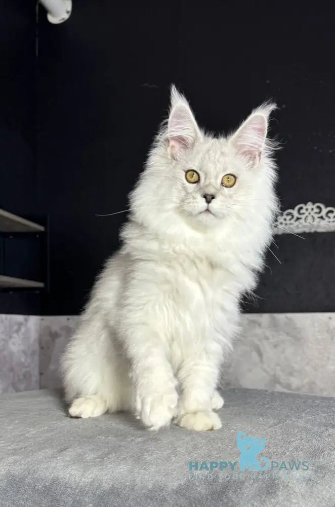 Impresario Maine Coon male black silver shaded live animals