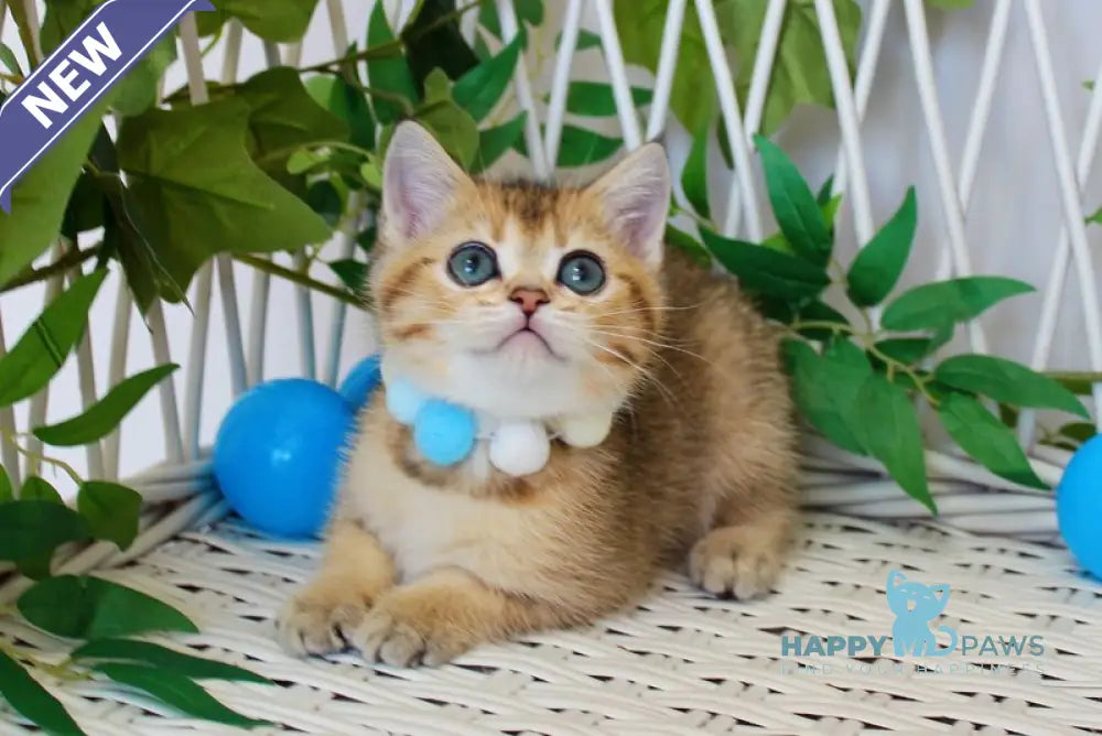 Impuls British Shorthair male black golden ticked tabby live animals