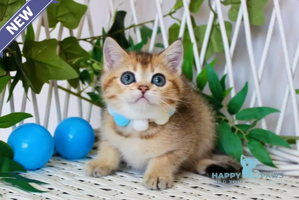 Impuls British Shorthair male black golden ticked tabby live animals