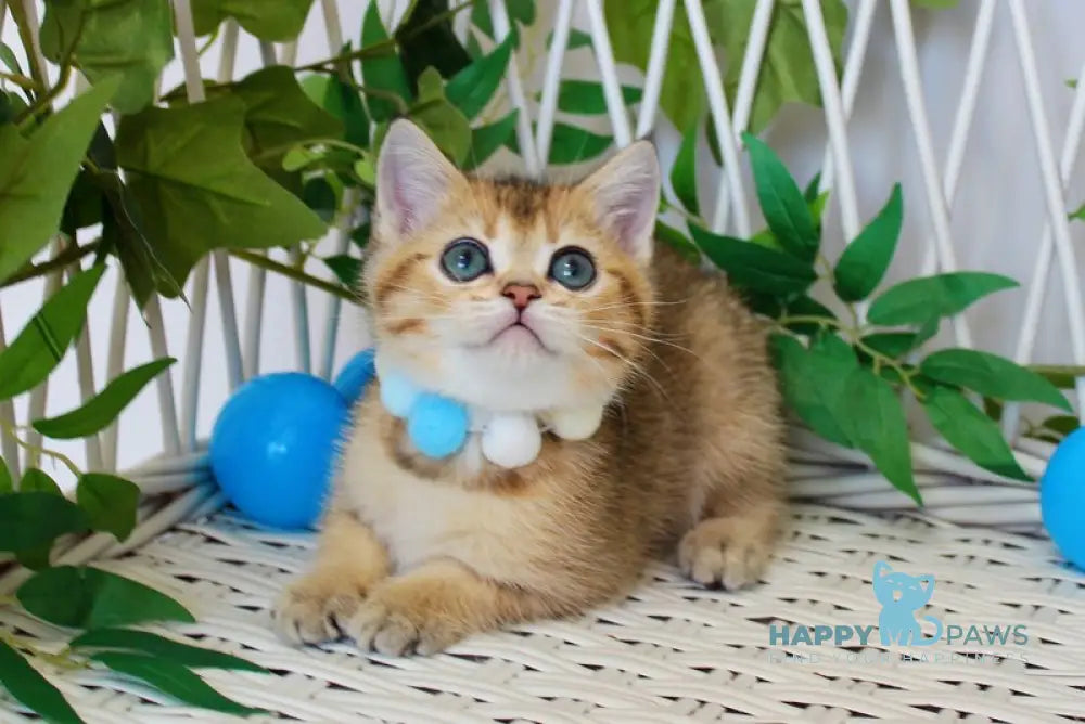 Impuls British Shorthair male black golden ticked tabby live animals