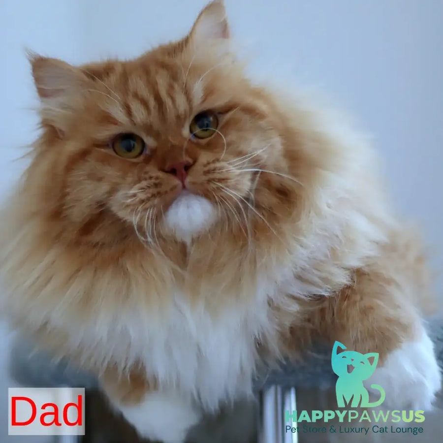 India Siberian female blue tortie with white spotted tabby - live animals