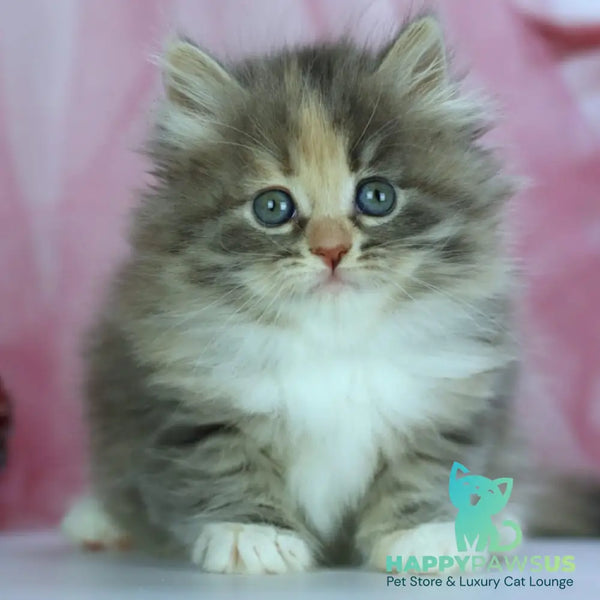 India Siberian female blue tortie with white spotted tabby - live animals