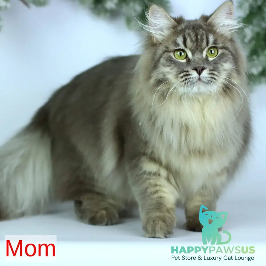 India Siberian female blue tortie with white spotted tabby - live animals