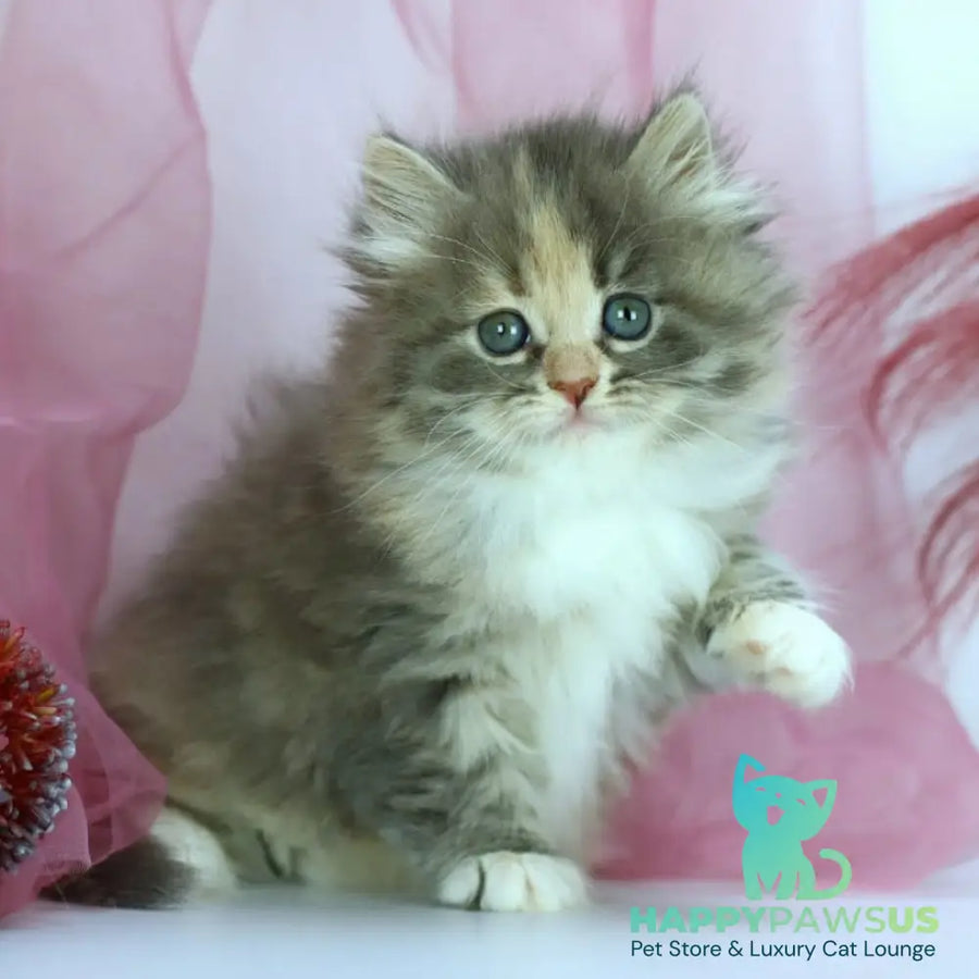 India Siberian female blue tortie with white spotted tabby - live animals