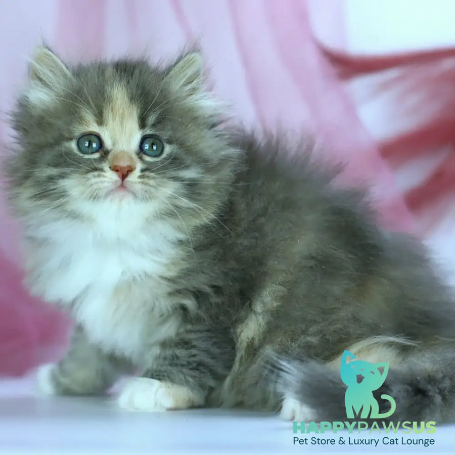 India Siberian female blue tortie with white spotted tabby - live animals