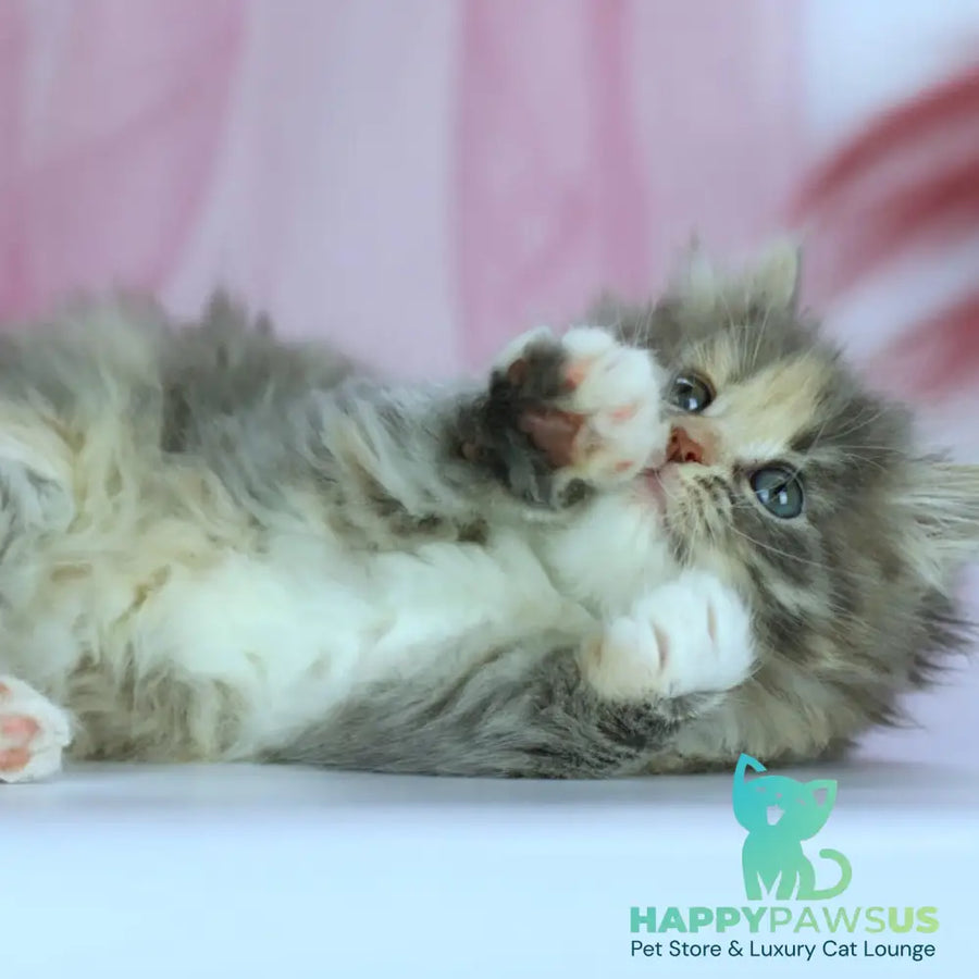 India Siberian female blue tortie with white spotted tabby - live animals