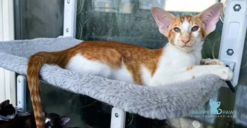 Indiana Jones Oriental Shorthair male red bicolour live animals