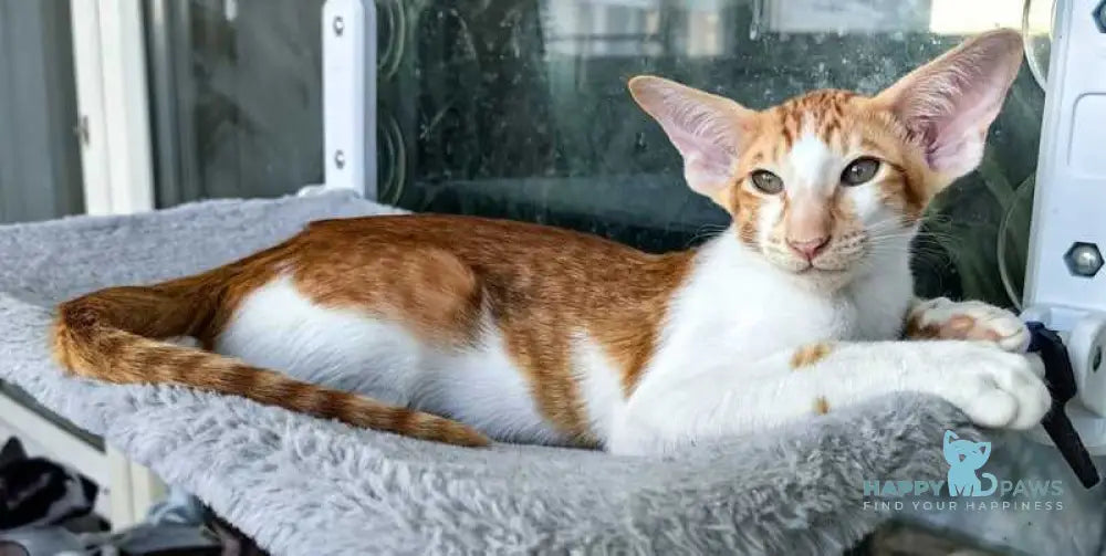 Indiana Jones Oriental Shorthair male red bicolour live animals