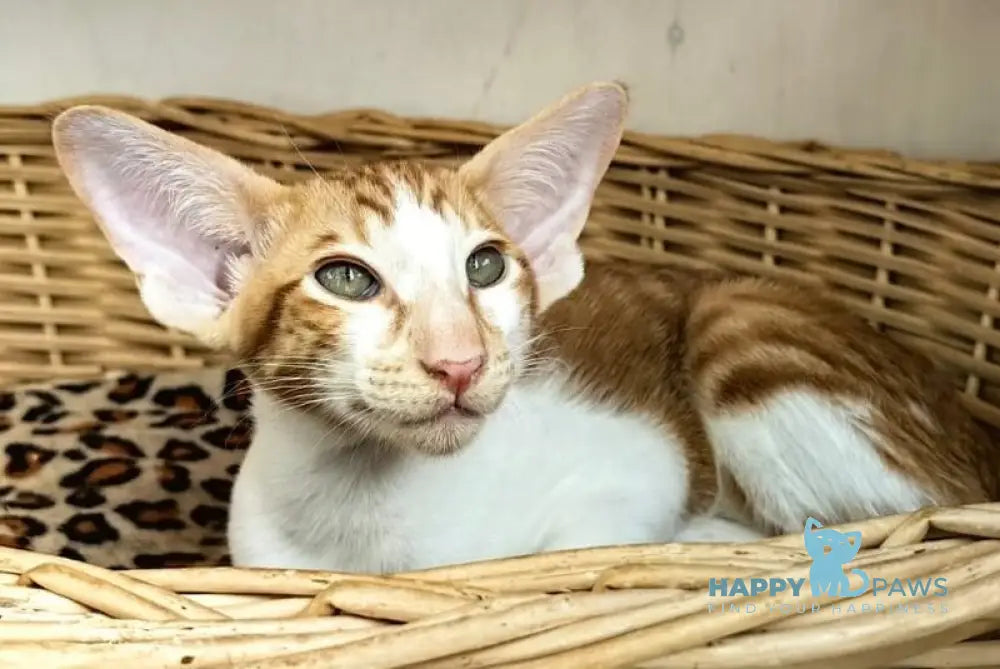 Indiana Jones Oriental Shorthair male red bicolour live animals