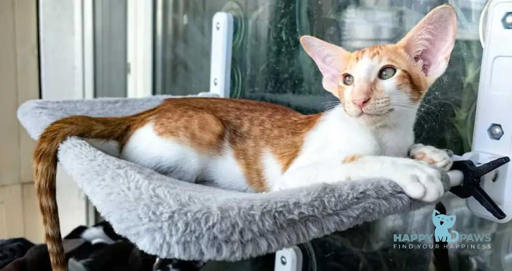 Indiana Jones Oriental Shorthair male red bicolour live animals