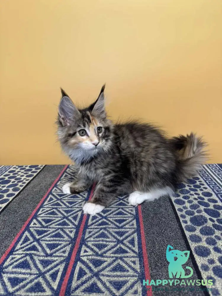 Indiana Maine Coon female black tortie tabby mitted live animals
