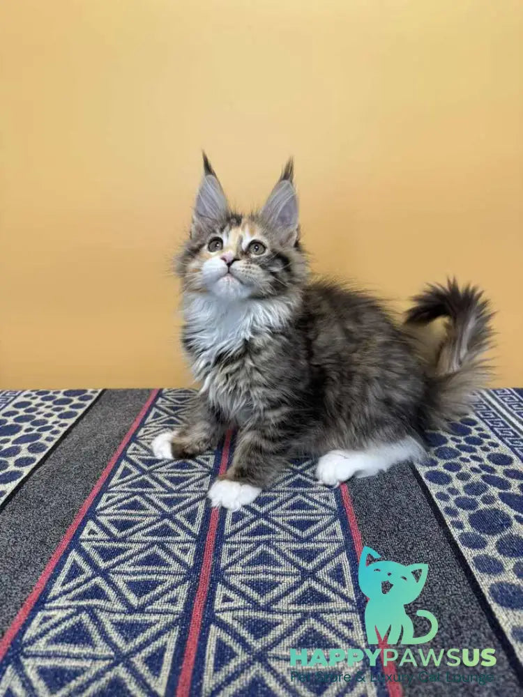 Indiana Maine Coon female black tortie tabby mitted live animals
