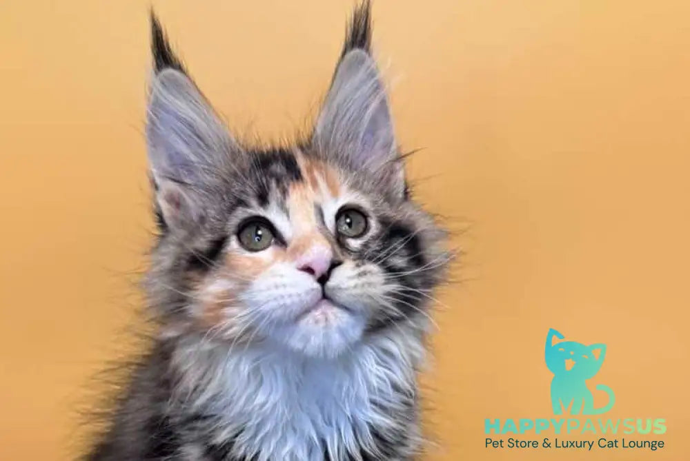 Indiana Maine Coon female black tortie tabby mitted live animals