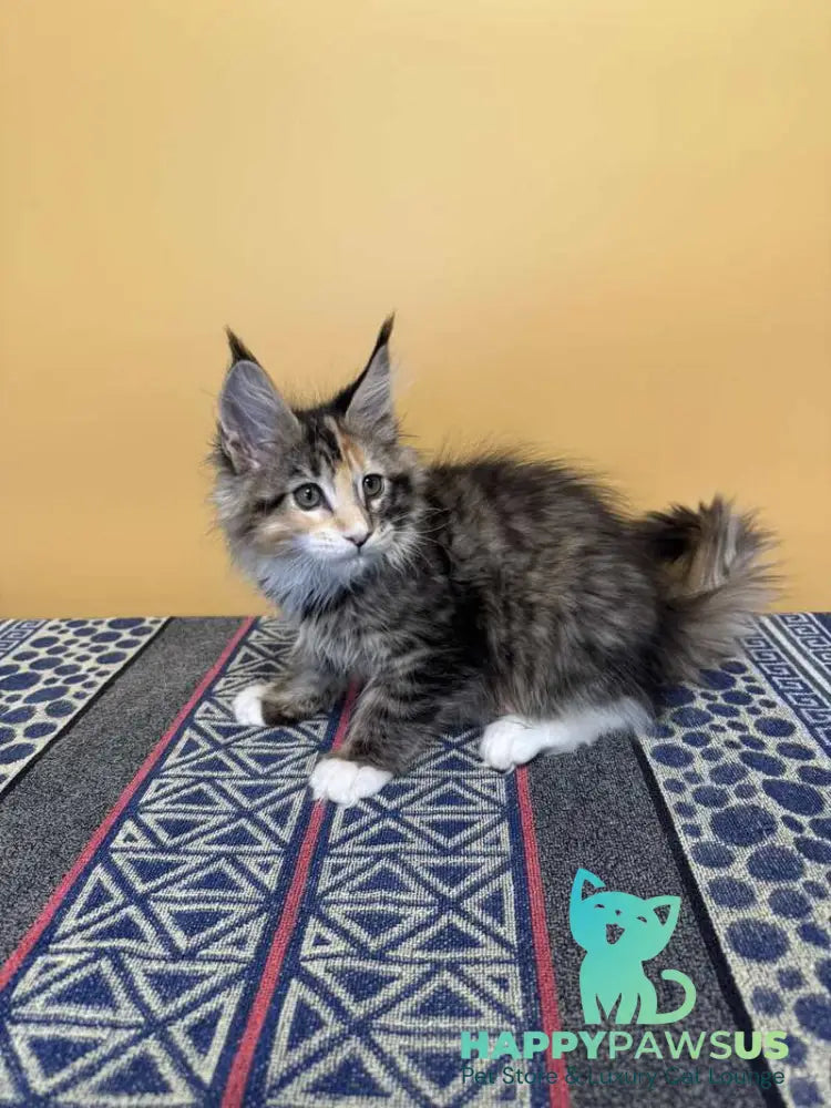 Indiana Maine Coon female black tortie tabby mitted live animals