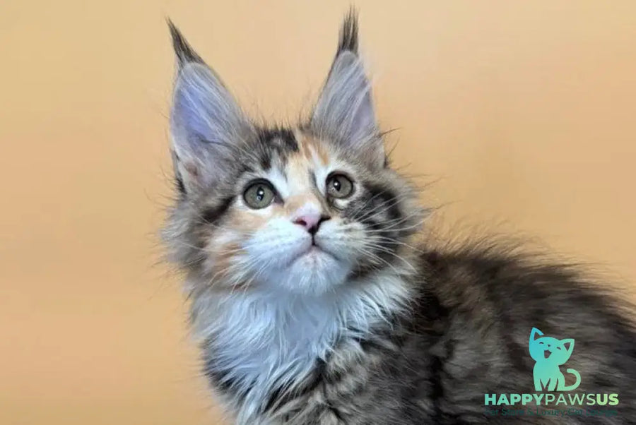 Indiana Maine Coon female black tortie tabby mitted live animals