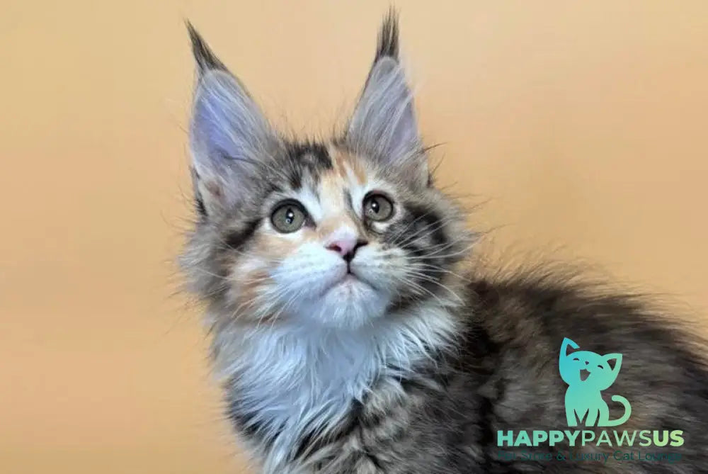 Indiana Maine Coon female black tortie tabby mitted live animals