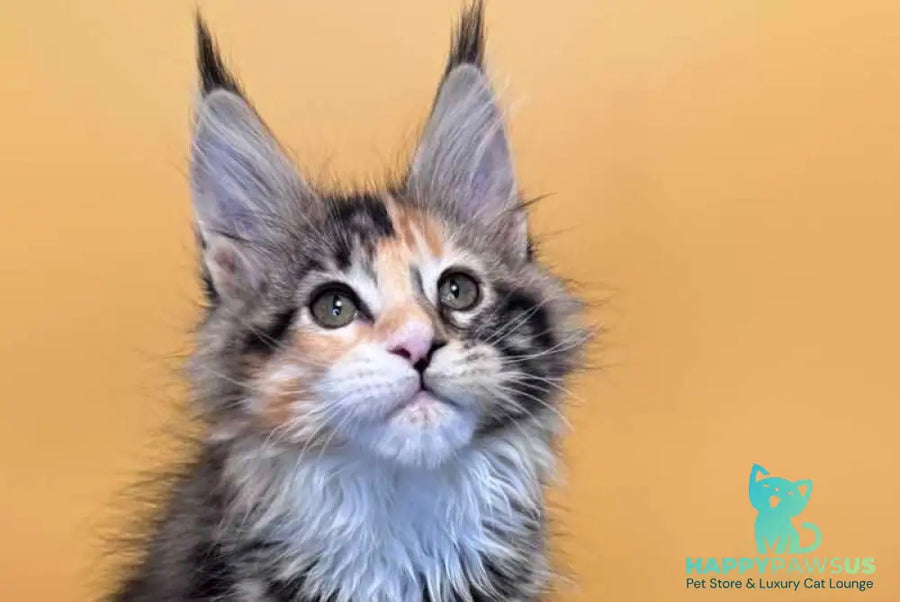 Indiana Maine Coon female black tortie tabby mitted live animals
