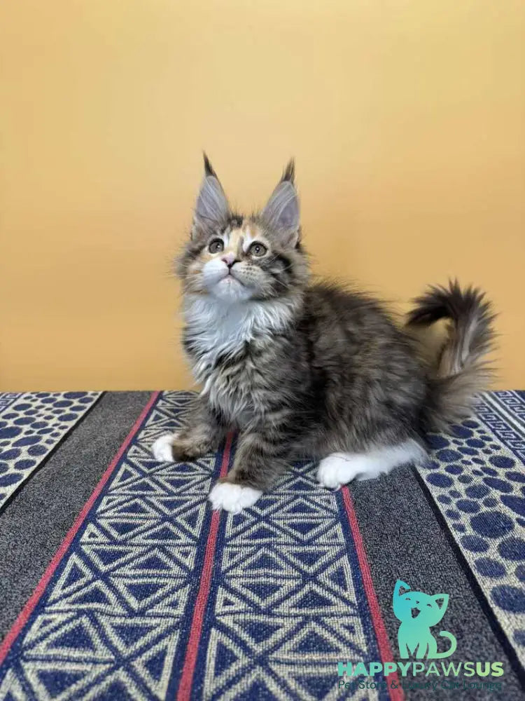 Indiana Maine Coon female black tortie tabby mitted live animals
