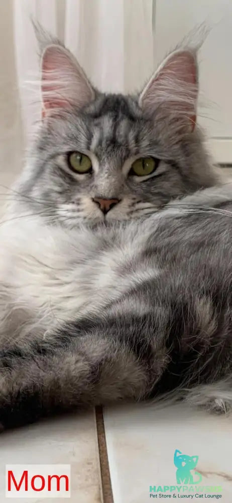 Indiana Maine Coon male black live animals