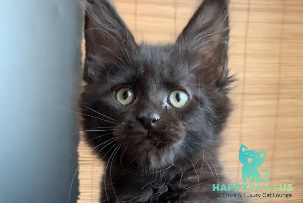 Indiana Maine Coon male black live animals