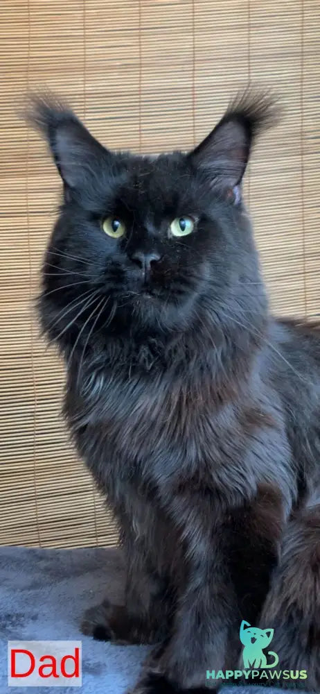 Indiana Maine Coon male black live animals