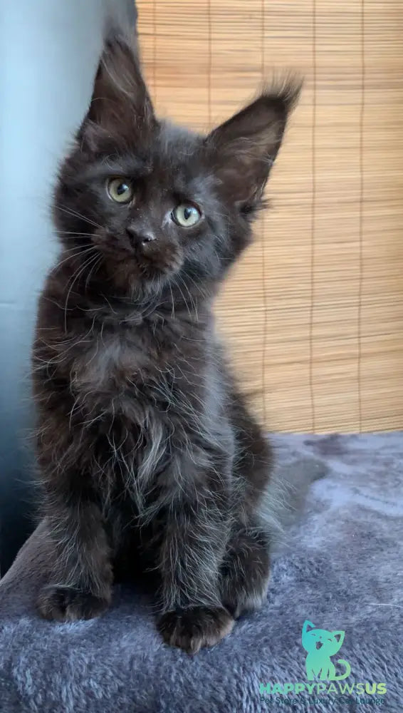 Indiana Maine Coon male black live animals