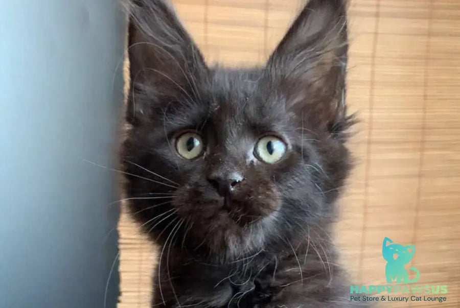 Indiana Maine Coon male black live animals