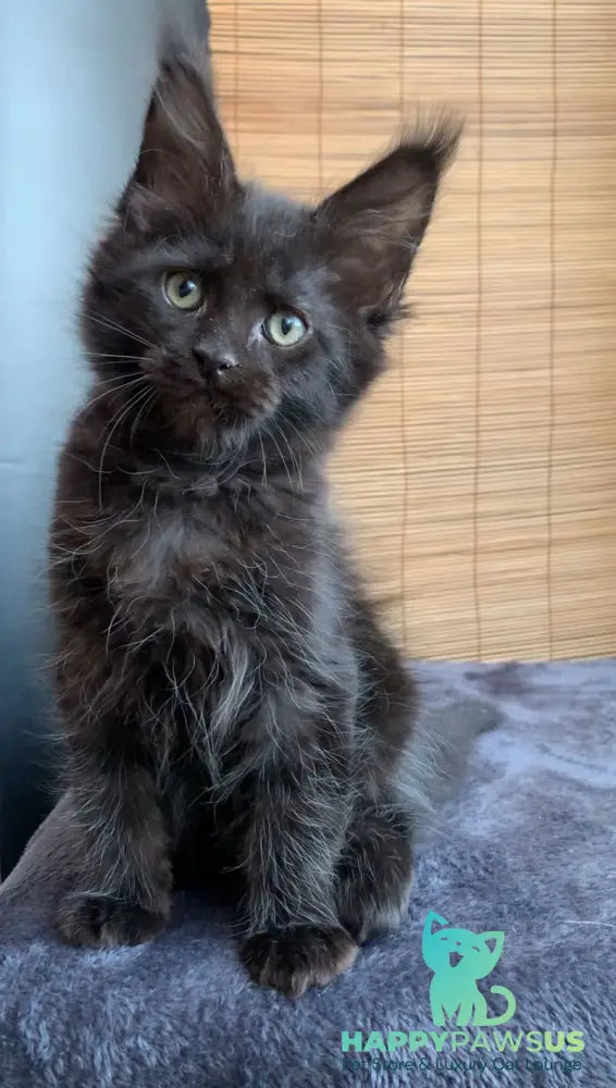 Indiana Maine Coon male black live animals